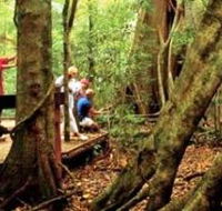 Mary Cairncross Scenic Reserve - Accommodation Brunswick Heads
