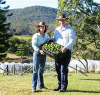 Hinterland Feijoas - Accommodation Brunswick Heads
