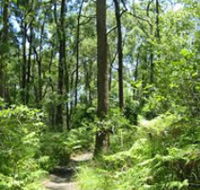 Mapleton Falls National Park - Accommodation Brunswick Heads