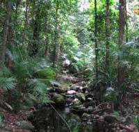Mossman Gorge Rainforest Circuit Track Daintree National Park - Accommodation Brunswick Heads