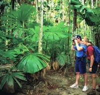 Mount Sorrow Ridge Trail Daintree National Park - Accommodation Brunswick Heads