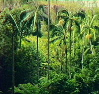 Fern Tree Pool and Giant's Chair Circuit - Accommodation Brunswick Heads