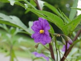 Alpha Native Flower Garden - Accommodation Brunswick Heads 0