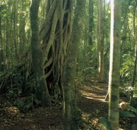 Mount Bithongabel - Accommodation Brunswick Heads