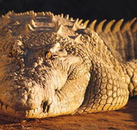 Koorana Crocodile Farm - Accommodation Brunswick Heads