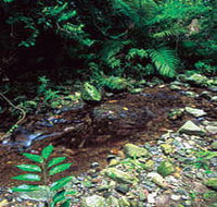 Wompoo Walk - Accommodation Brunswick Heads