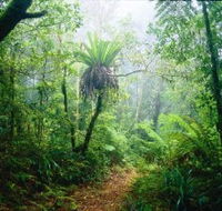 Lamington National Park Green Mountains Section - Accommodation Brunswick Heads