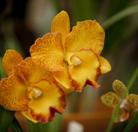 Queens Park - Orchid House - Accommodation Brunswick Heads