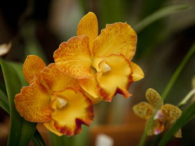Queens Park - Orchid House - Accommodation Brunswick Heads 0