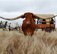 Texas Longhorn Wagon Tours and Safaris - Accommodation Brunswick Heads