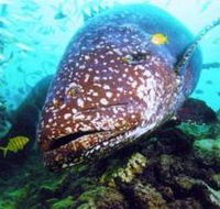 Lady Musgrave Island Dive Sites - Accommodation Brunswick Heads