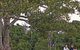 Ravensbourne National Park - thumb 0