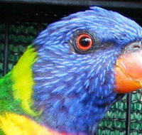 Fraser Coast Wildlife Sanctuary - Accommodation Brunswick Heads