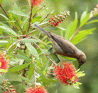 Birdwatching in Dysart - Accommodation Brunswick Heads