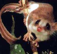 Carrowong Fauna Sanctuary - Accommodation Brunswick Heads