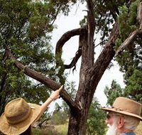 Charleville - Outback Native Timber Walk - Accommodation Brunswick Heads
