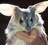 Charleville - Bilby Experience - Accommodation Brunswick Heads