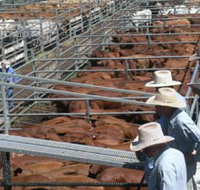 Dalrymple Sales Yards - Cattle Sales - Accommodation Brunswick Heads