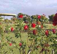 Elizabeth Park Rose Gardens - Accommodation Brunswick Heads