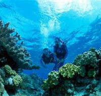 Coral Gardens Dive Site - Accommodation Brunswick Heads