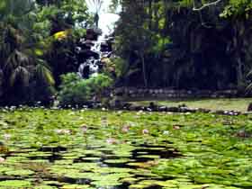 Queens Park Waterfall - Accommodation Brunswick Heads 0