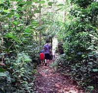 Malanda Falls Rainforest Walk Malanda Falls Conservation Park - Accommodation Brunswick Heads
