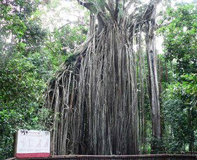 Curtain Fig National Park - Accommodation Brunswick Heads 0