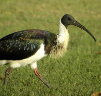 Toowoomba Bicentennial Waterbird Habitat - Accommodation Brunswick Heads