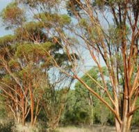 Myall Park Botanic Garden - Accommodation Brunswick Heads