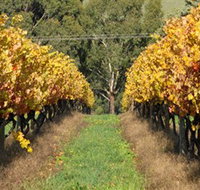 Wild Dog Winery  Restaurant - Accommodation Brunswick Heads