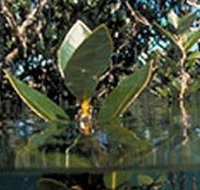 Jawbone Marine Sanctuary - Accommodation Brunswick Heads