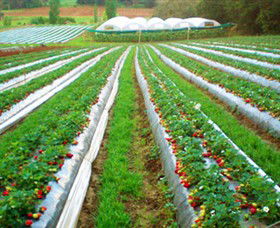 Kookaberry Strawberry Farm - Accommodation Brunswick Heads 0