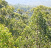 Bunyip State Park - Accommodation Brunswick Heads