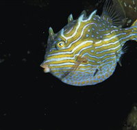 Mushroom Reef Marine Sanctuary - Accommodation Brunswick Heads