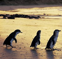 Phillip Island Nature Park - Accommodation Brunswick Heads