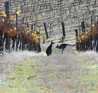 Blue Pyrenees Estate - Accommodation Brunswick Heads