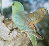 Lake Albacutya Regional Park - Accommodation Brunswick Heads