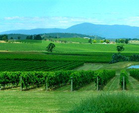 Acacia Ridge Vineyard - Accommodation Brunswick Heads 0
