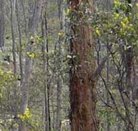 Heathcote-Graytown National Park - Accommodation Brunswick Heads