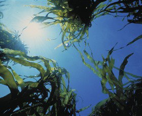 Marengo Reefs Marine Sanctuary - Accommodation Brunswick Heads 0