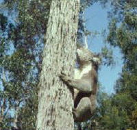 Creswick Regional Park - Accommodation Brunswick Heads