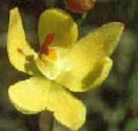 Langwarrin Flora and Fauna Reserve - Accommodation Brunswick Heads