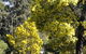 Wattle Park - thumb 0