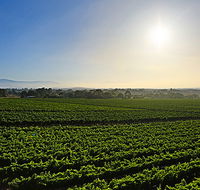 GREENSTONE VINEYARDS - Accommodation Brunswick Heads