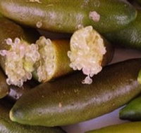 Sandy Creek Olives and Finger Limes - Accommodation Brunswick Heads