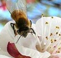 Clayridge Honey - Accommodation Brunswick Heads