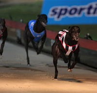 Dapto Dogs - Accommodation Brunswick Heads