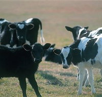 Bodalla Dairy Cheese Factory - Accommodation Brunswick Heads