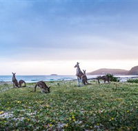 Pebbly Beach - Accommodation Brunswick Heads