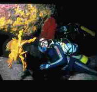 Solitary Islands Marine Park - Accommodation Brunswick Heads